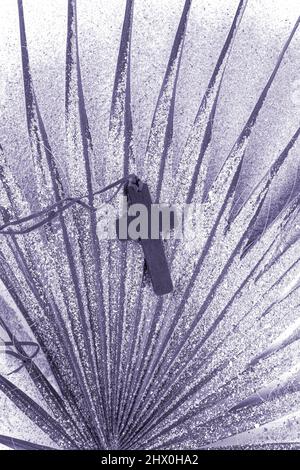Ash Wednesday und Fastenkonzept. Christian Kreuz auf dem Palmblatt. Christliches Religionskonzept. Flach liegend. Stockfoto