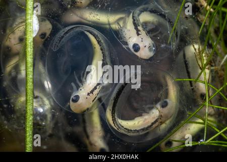 In einem Süßwasserteich entwickeln sich kalifornische Larvenmolche (Taricha torosa) im Inneren des Eierkuppels, die Larvenamphibien schlüpfen bald und schwimmen davon. Stockfoto