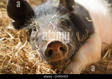 Nahaufnahme eines Schweins auf einem Bauernhof Stockfoto