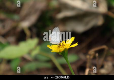 Eine wunderschöne Aussicht auf einen gramblauen Schmetterling, der Nektar aus einer gelben Zeckenkernblume sammelt Stockfoto