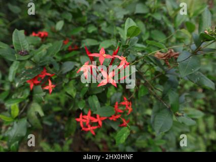 Nahaufnahme eines roten Ixora-Coccinea-Blütenstaufens mit deutlich sichtbarem Pollen und blühbereiten Knospen Stockfoto