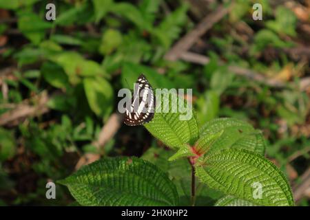 Ein gewöhnlicher Segler-Schmetterling, der auf einer Blattspitze einer Miconia Crenata-Unkrautpflanze ruht Stockfoto