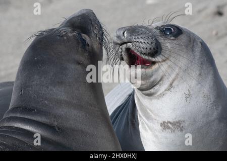 Zwei nördliche Elefantenrobben (Mirounga angustirostris) Welpen kämpfen, gute Praxis für, wenn sie älter sind und müssen über Strand Raum konkurrieren. Stockfoto