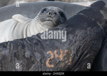 Nördliche Elefantenrobbe (Mirounga angustirostris) Welpen schlafen am Strand, einer ist zu Forschungszwecken mit einer gemalten Nummer nummeriert. Stockfoto