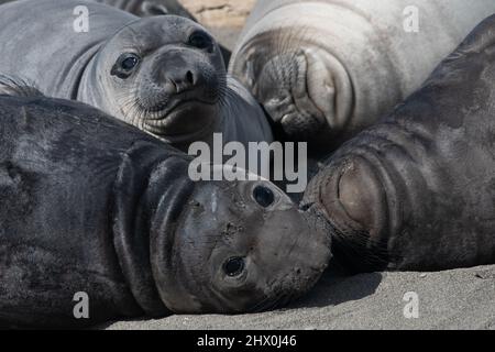 Schlafende Nordelefantenrobben (Mirounga angustirostris) Welpen, die vor kurzem entwöhnt und von ihren Müttern am Strand gelassen wurden, bilden eine Weaner-Schote. Stockfoto