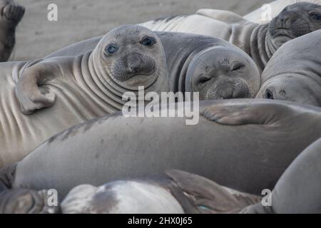 Junge Nordelefantenrobben (Mirounga angustirostris), entwöhnte Welpen kurz nachdem ihre Mutter gegangen war, entspannen sich am Strand in Nordkalifornien. Stockfoto