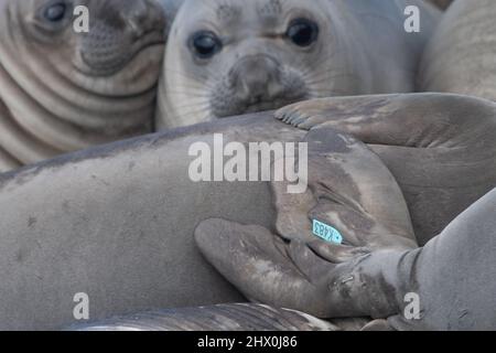 Der Rückenflossler eines jungen Seehundjungen Nordelefanten (Mirounga angustirostris) ist zu Forschungszwecken mit einem Plastikanhänger gekennzeichnet. Stockfoto