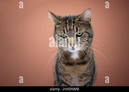 Tabby Katze Blick nach unten nachdenkliches Porträt auf braunem Hintergrund mit Kopierraum Stockfoto