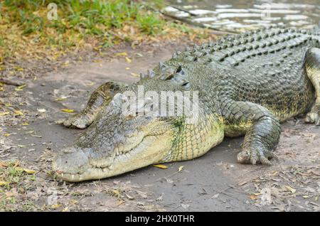 Großes Krokodil am Wasser, Kakadu, Northern Territory, Australien Stockfoto