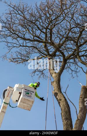 Detroit, Michigan - Arbeiter der Detroit Grounds Crew entfernen unerwünschte und kranke Bäume in einem Viertel von Detroit. Stockfoto