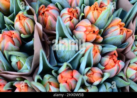 Nahaufnahme von orangen Tulpen von oben Stockfoto