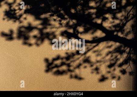 Stuckfassade mit Baumschatten in Albuquerque, New Mexico Stockfoto