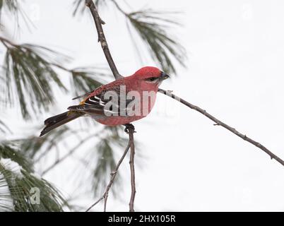 Ein männlicher Weißflügelkreuzschnabel ( Loxia leucoptera ) in einem Baum im Algonquin Park Ontario im Winter Stockfoto