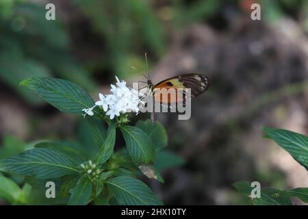 Tiger-gestreifter Langflügler oder Heliconius ismenius ernähren sich im Butterfly Wonderland in Arizona von kleinen weißen Blüten. Stockfoto