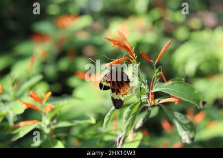 Der cremefarbene Tellerflügel oder die Tithorea tarricina ernähren sich im Schmetterlingswunderland in Arizona von Honig-Milchblüten. Stockfoto