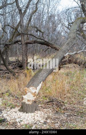 Kürzlich abgeschnittene Bäume, entstanden aus American Beaver (Castor canadensis), Floodplain, River, E USA, von Dominique Braud/Dembinsky Photo Assoc Stockfoto