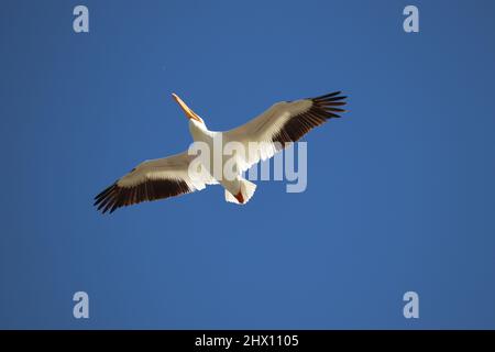 American White Pelican oder Pelecanus erythrorhynchos fliegen gegen einen blauen Himmel auf der Uferfarm in Arizona. Stockfoto