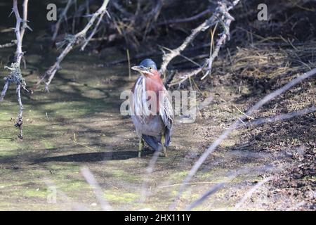 Grüner Reiher oder Butorides virescens, die in einem flachen See auf der Uferfarm in Arizona stehen. Stockfoto