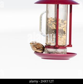Ein kalter kleiner amerikanischer Baumsparrow ( Spizelloides arborea ) auf einem roten Futterhäuschen mit weißem Schneehintergrund Stockfoto