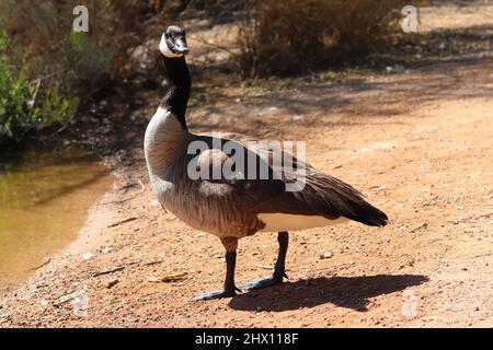 Kanadagans oder Branta canadensis, die am Ufer eines Teiches auf der Wasserfarm in Arizona stehen. Stockfoto