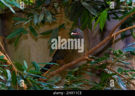 Ein Chaco Chachalaca, Ortalis canicollis, thront Stockfoto