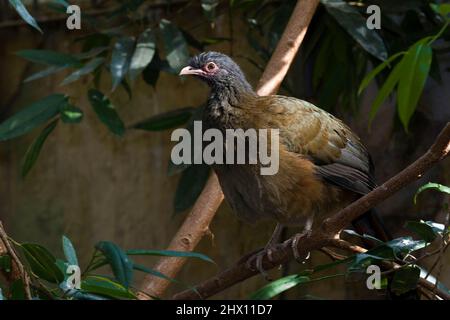 Ein Chaco Chachalaca, Ortalis canicollis, thront in einem Baum Stockfoto