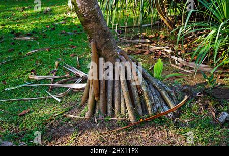 Gewöhnliche Schraubwurzeln (Pandanus utilis), Rio de Janeiro Stockfoto