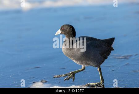 Ein gewöhnlicher oder eurasischer Ruß 'Fulica atra' spaziert im Winter in Kanada auf einem eisigen See. Stockfoto