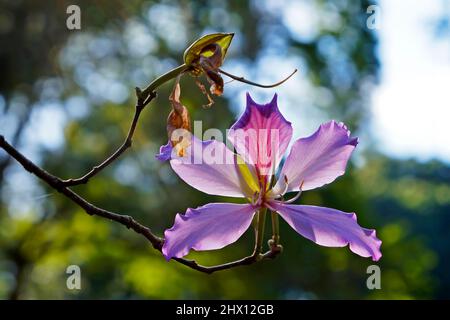 Rosa Orchideenbaumblume (Bauhinia variegata), Rio Stockfoto