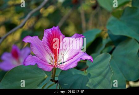 Rosa Orchideenbaumblume (Bauhinia variegata), Rio Stockfoto