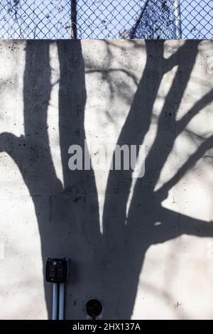 Winterbaumschatten fallen über eine Mauer in der Innenstadt von Battle Creek, Michigan, USA [Keine Eigentumsfreigabe; nur redaktionelle Lizenzierung] Stockfoto