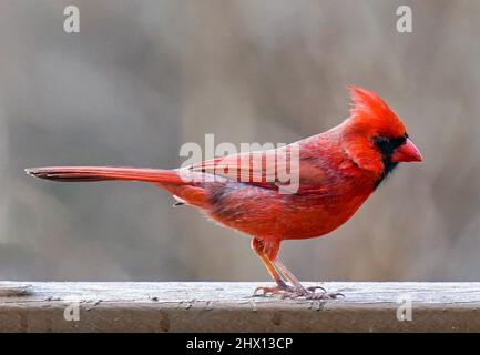 Männlicher Nordkardinist am Vogelfutterhäuschen Stockfoto