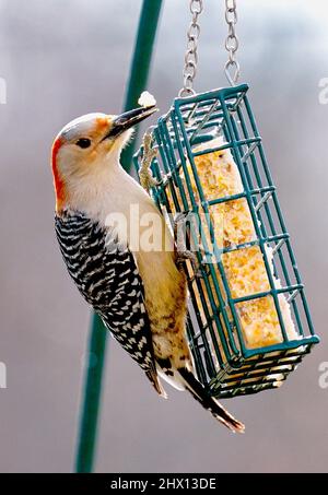 Specht auf dem Suet Feeder Stockfoto