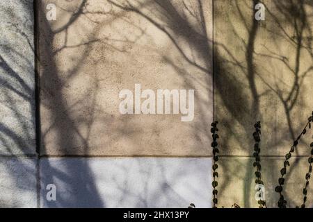 Winterbaumschatten fallen über eine Mauer in der Innenstadt von Battle Creek, Michigan, USA [Keine Eigentumsfreigabe; nur redaktionelle Lizenzierung] Stockfoto