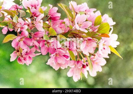 Frühlingsblumen blühen auf einem Crabapple-Baum Stockfoto