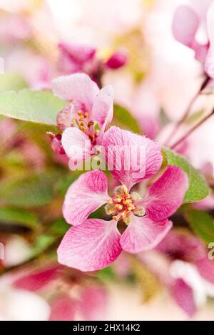 Frühlingsblumen blühen auf einem Crabapple-Baum Stockfoto