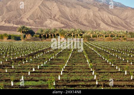 Neu gepflanzt Nectarine Obstgarten 'Prunus persica var. nucipersica', Dattelpalmenplantage im Hintergrund, frühmorgens Licht, Kalifornien. Stockfoto