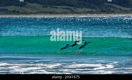 Delfine, Surfen in der Porpoise Bay, den Catlins, Südinsel, Neuseeland. Die Delfine, ein Cetacean, sind endemisch und gefährdet. Stockfoto