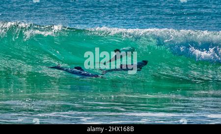 Delfine, Surfen oder Wellenreiten in Porpoise Bay, den Catlins, Südinsel, Neuseeland. Die Delfine, die sich in der Nähe befinden, sind endemisch und gefährdet. Stockfoto