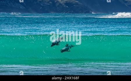 Delfine, Surfen in der Porpoise Bay, den Catlins, Südinsel, Neuseeland. Die Delfine, ein Cetacean, sind endemisch und gefährdet. Stockfoto