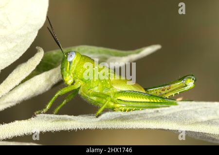 Riesige Grasshopper, Valanga irregularis. Auch bekannt als Giant Valanga oder Hedge Grasshopper. Leuchtend grüne letzte Instarnymphe. Coffs Harbour, NSW, Australien Stockfoto