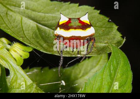 Zweistachelspinne, Poecilopachys australasia. Weiblich. Dies ist eine australische Orb-wobende Spinne. Coffs Harbour, NSW, Australien Stockfoto