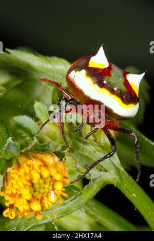 Zweistachelspinne, Poecilopachys australasia. Weiblich. Dies ist eine australische Orb-wobende Spinne. Coffs Harbour, NSW, Australien Stockfoto