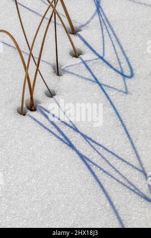 Rushes, Juncus sp., wirft anmutige Schatten auf Hall Lake, Ott Biological Preserve, Calhoun County, Michigan, USA Stockfoto