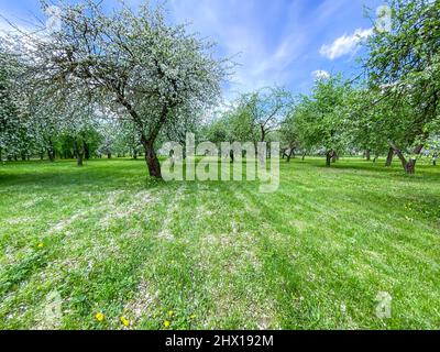 Reihen wunderschön blühender Apfelbäume auf grünem Rasen im Frühling Stockfoto