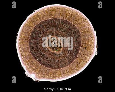 Mikroskopischer Querschnitt pflanzlicher Stammzellen, botanisches Bildungsbild mit detaillierter Zellstruktur und hochauflösender mikroskopischer Ansicht Stockfoto
