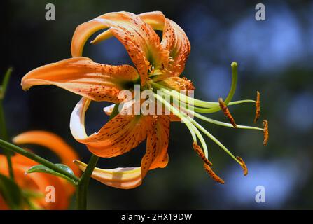 Orange Tiger Lily im Spätsommer im Rio grande River Valley von New Mexico. Orange ist die Farbe, die auf das Erreichen von Zielen und Wohlstand hinweist. Stockfoto