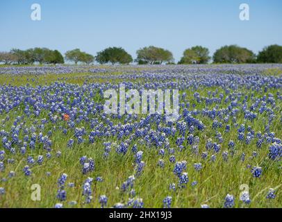 Texas State Flower, das bluebonnet, blüht auf einem Feld im ländlichen Texas mit Gras und Laubbäumen. Stockfoto