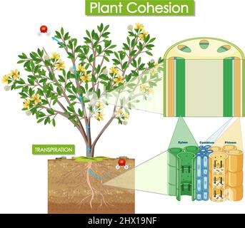 Abbildung des Pflanzenzusammenhalts Stock Vektor