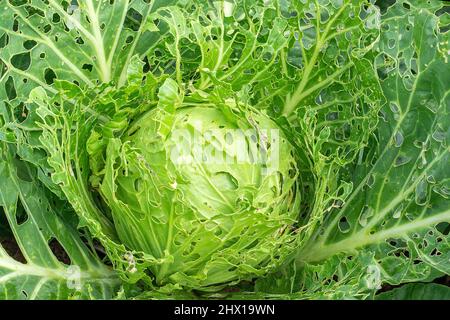 Kohl durch Insekten Schädlinge aus der Nähe beschädigt. Kopf und Kohlblätter im Loch, von Larven, Schmetterlingen und Raupen gefressen. Die Folgen der Invas Stockfoto